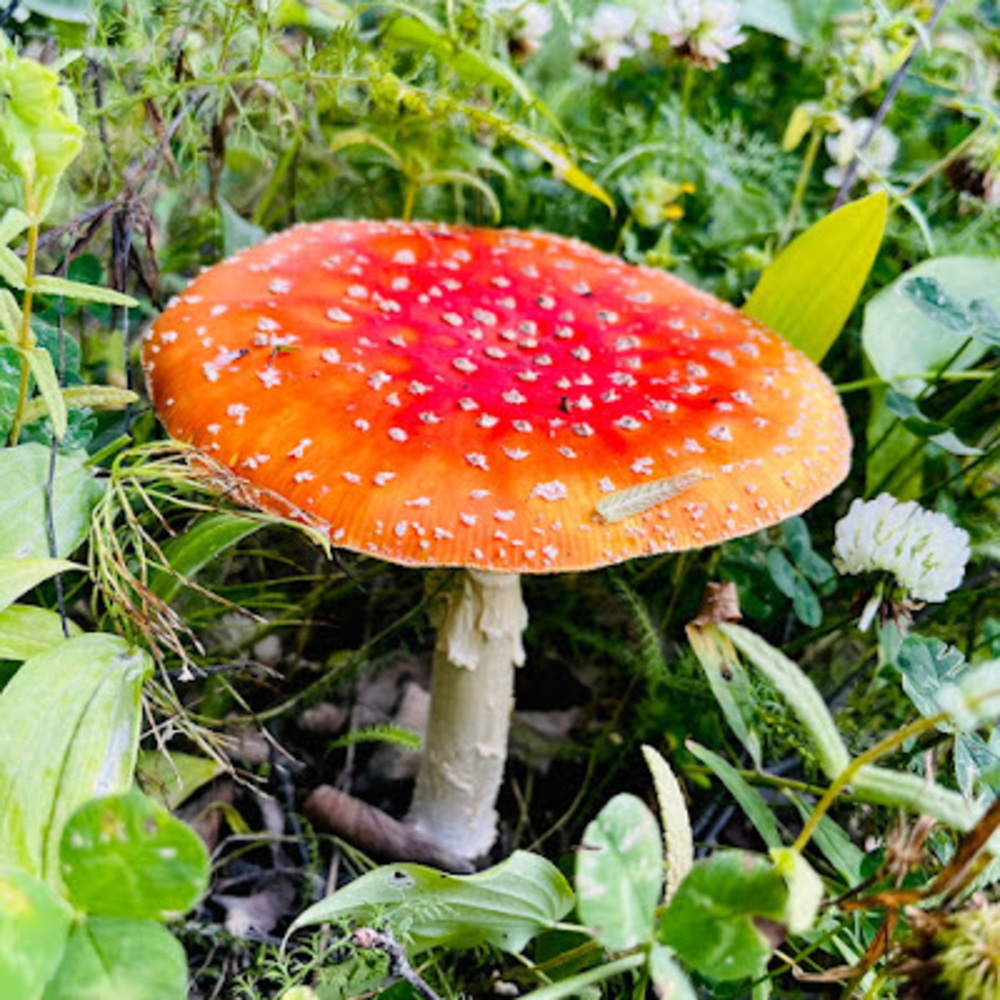 Meet your Posher, Candy